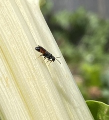 Hylaeus littleri