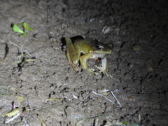 Chalcorana chalconota