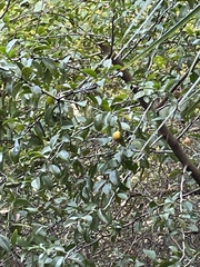 Ximenia