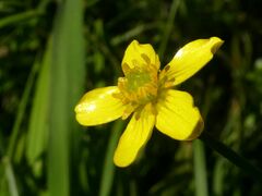 Ranunculus lappaceus