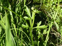 Ranunculus lappaceus