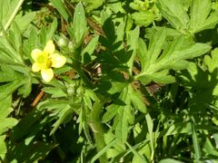 Ranunculus lappaceus