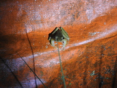 Chalcorana chalconota