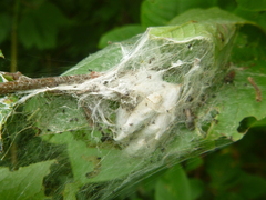 Yponomeuta evonymella