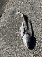 Cynoscion nebulosus