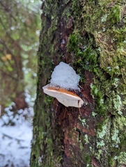 Fomitopsis mounceae