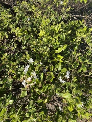 Jasminum fluminense
