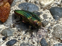 Buprestis aurulenta