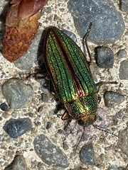 Buprestis aurulenta