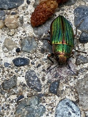 Buprestis aurulenta