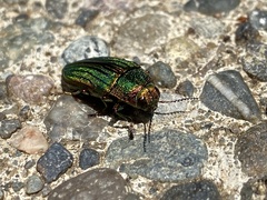 Buprestis aurulenta