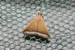 Rejectaria pharusalis