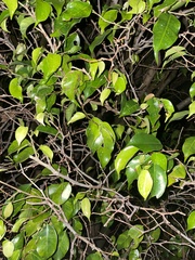 Ficus benjamina