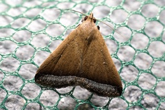 Rejectaria pharusalis