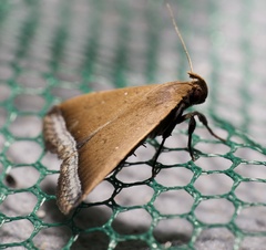 Rejectaria pharusalis