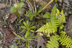 Galinsoga quadriradiata