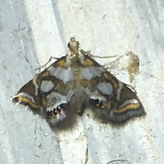 Chrysendeton medicinalis