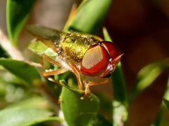 Odontomyia decipiens