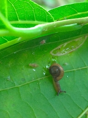 Macrochlamys hippocastaneum