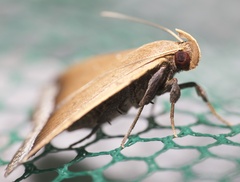 Rejectaria pharusalis