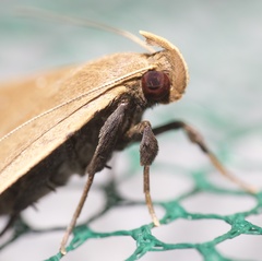 Rejectaria pharusalis