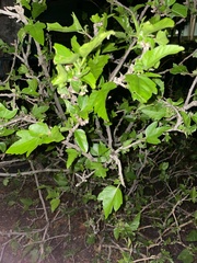Morus nigra
