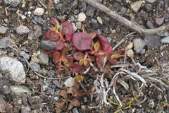 Persicaria capitata