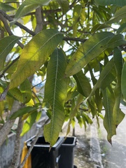 Mangifera indica