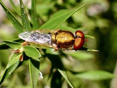 Odontomyia decipiens