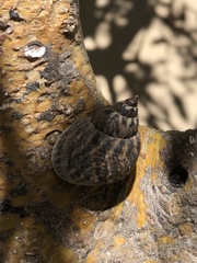 Caenogastropoda