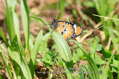 Danaus petilia