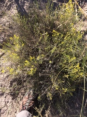 Parryella filifolia