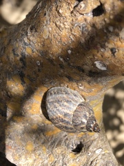 Caenogastropoda