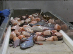 Actinostola callosa