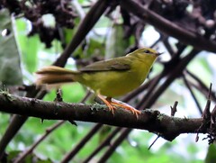 Myiothlypis flaveola