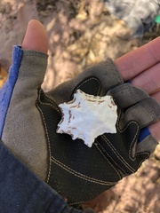 Mollusca