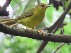Myiothlypis flaveola