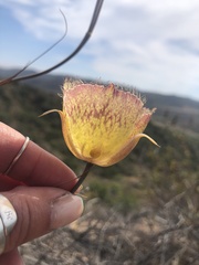 Calochortus weedii intermedius