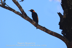 Sericulus chrysocephalus