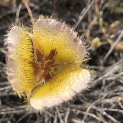 Calochortus weedii intermedius