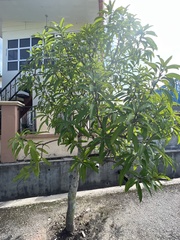 Mangifera indica