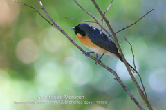 Symposiachrus trivirgatus