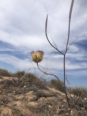 Calochortus weedii intermedius