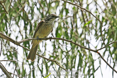 Plectorhyncha lanceolata