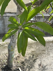 Mangifera indica