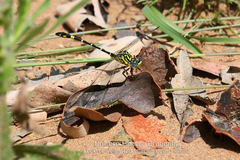 Austrogomphus cornutus