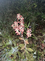 Kalanchoe gastonis-bonnieri
