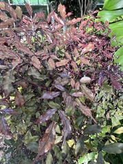 Alternanthera brasiliana