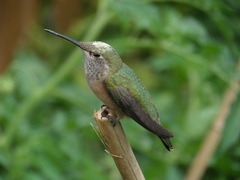 Selasphorus platycercus