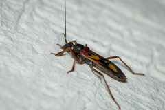 Rasahus thoracicus